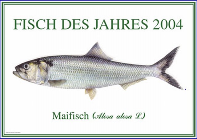maifisch.jpg