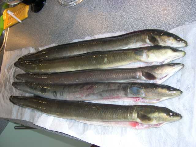 20100613 5 Leineaale.jpg