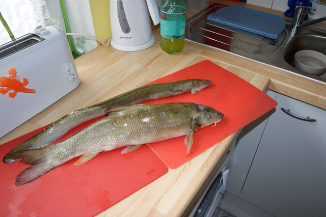 Aaal 59cm + Barbe 52cm.jpg