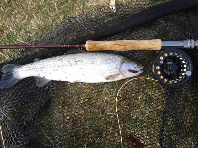 Erste Fliegentrutte, 26.03.2012, 17 Uhr, mod.jpg