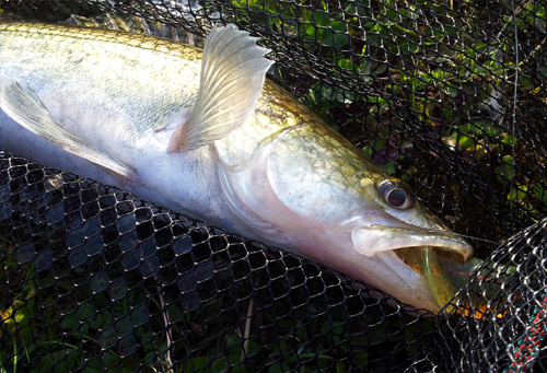 mr_zander.jpg