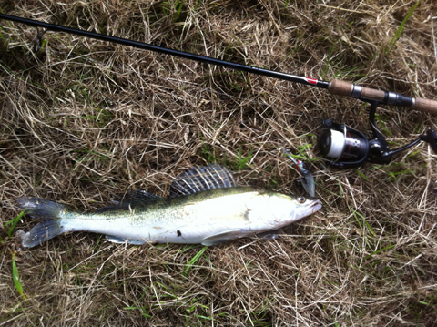 Zander_53cm.jpg