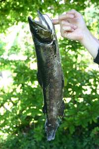 Bachforelle 48 cm.jpg